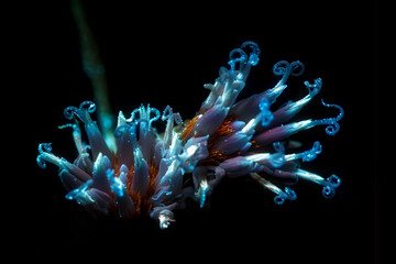 glowing flower macro ultraviolet fluorescence, blue, UVIVF,  intricate petals, vibrant colors image