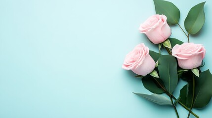 Fototapeta premium Stunning still life, three pink roses in full bloom against a tranquil blue background