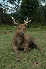 portrait of an Old Deer (Rusa Timorensis)