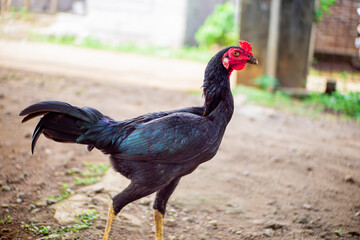 Black Bangkok chicken with red comb is in the yard looking for food
