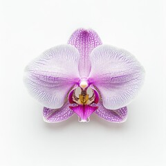 Fototapeta premium A stunning close-up of a pink and white orchid flower on a clean white background, perfect for floral designs, beauty products, or nature-themed projects, It evokes elegance and tranquility,