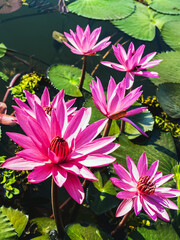 Scenic beautiful view nature of Red Lotus Lake. Pink water lilies nymphaeaceae blooming on the...
