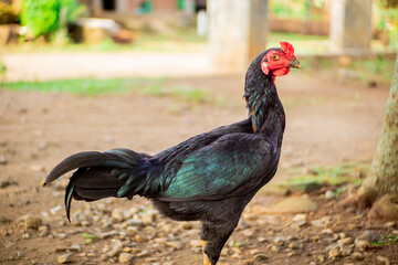 Black Bangkok chicken with red comb is in the yard looking for food