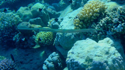 Reef cornetfish or bluespotted cornetfish (Fistularia commersonii) undersea, Red Sea, Egypt, Sharm El Sheikh, Montazah Bay