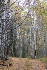 Fototapeta premium Old road in autumn forest