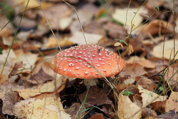 fly agaric in the autumn forest