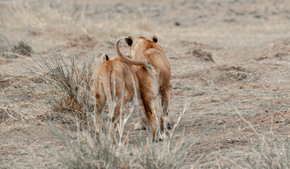 Tanzania adventure to see felines in the wilderness