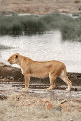 Tanzania adventure to see felines in the wilderness