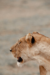 Tanzania adventure to see felines in the wilderness