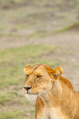 Tanzania adventure to see felines in the wilderness