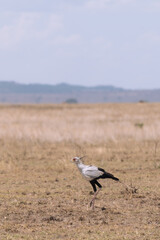 Tanzania adventure to see felines in the wilderness