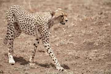 Tanzania adventure to see felines in the wilderness