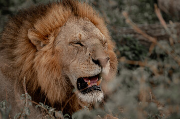 Tanzania adventure to see felines in the wilderness