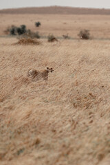 Tanzania adventure to see felines in the wilderness