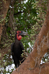 Tanzania adventure to see birds in the wilderness