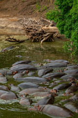 Tanzania adventure to see hippos in the wilderness