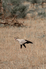 Tanzania adventure to see birds in the wilderness