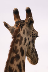 Tanzania adventure to see felines in the wilderness