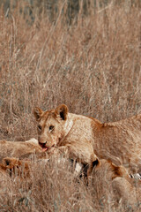 Tanzania adventure to see felines in the wilderness