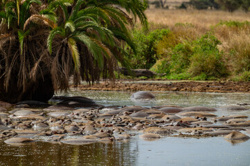 Tanzania adventure to see hippos in the wilderness