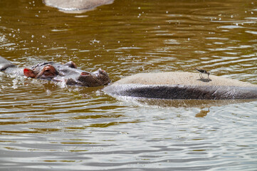 Fototapeta premium Tanzania adventure to see hippos in the wilderness