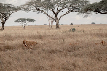 Tanzania adventure to see felines in the wilderness