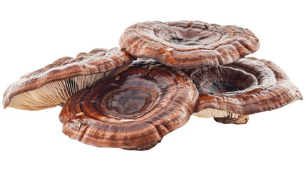 Richly Colored Ganoderma Mushrooms Piled Together