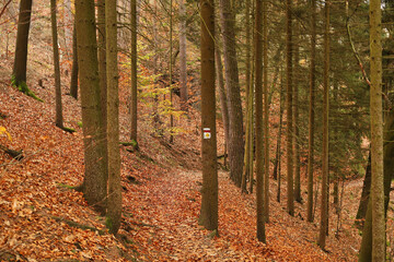 Naklejka premium Wolkensteiner Himmelsleiter, Wandern, Wandergebiet, Landschaft in Wolkenstein im Erzgebirge, Erzgebirgskreis, Sachsen, Deutschland 