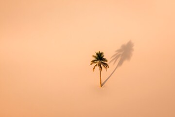 Obraz premium A lonely palm tree casts a long shadow on the sand