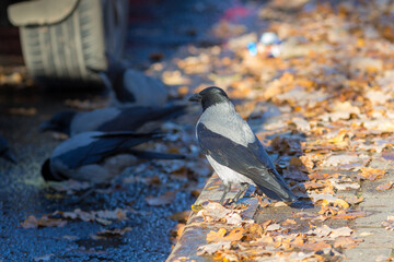 crows on the sidewalk