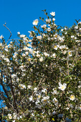 鎌倉2412　安国論寺50　山茶花