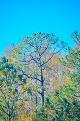 Winter landscape of Flatwoods Flatwoods Conservation Park in Tampa Florida	
