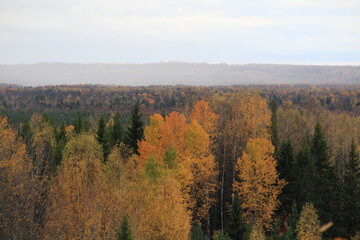 Fototapeta premium rain is coming in the autumn forest