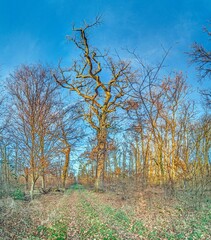 Picturesque forest path during sunset surrounded by tall autumn trees and colorful fallen leaves