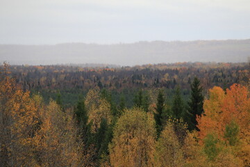 Fototapeta premium Autumn forest