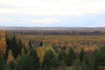 small spruce tree in the sun rays in the winter forest