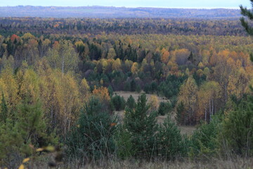 autumn in the forest