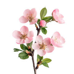 Fototapeta premium Pink cherry blossoms flower with green leaves branch on transparent background, PNG cutout photo