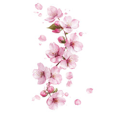 Realistic pink cherry blossom branch and Sakura pink flower falling petals vector illustration on transparent background