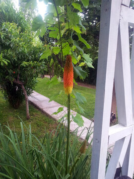 Kniphofia Uvaria - Lirio Antorcha - Tritoma 