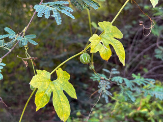 A leafy green vine with a green and yellow leaf