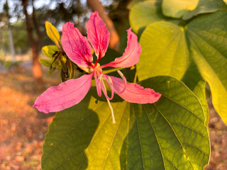 A pink flower(Bauhinia blakeana) with green leaves is in the foreground