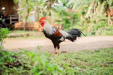 The rooster crows and looks for food in the yard