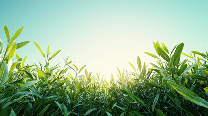 Obraz premium Bright green meadow with lush plants under clear blue sky, radiating tranquility and freshness