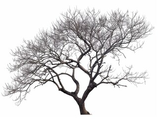 Isolated bare branch tree nature scene plant life minimalist view