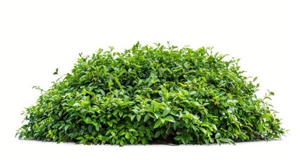 Fototapeta premium Lush green bush plant isolated on white background nature concept