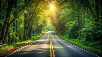 Obraz premium Sunlit Asphalted Road Through Lush Green Forest Canopy