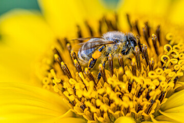 Close-up of a yellow sunflower that attracts a bee for pollination
