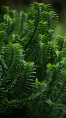 beautiful closeup of green leafy plant with soft focus background