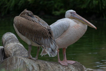 Two pelicans (pelecanus) standing on a log near the water in a natural habitat